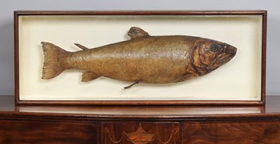 Lot 155 - Taxidermy: A Late Victorian Cased Salmon...