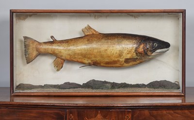Lot 153 - Taxidermy: A Late Victorian Cased Salmon...