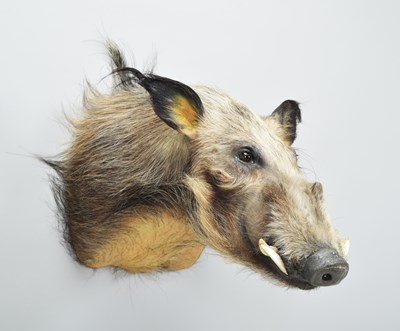 Lot 36 - Taxidermy: African Bushpig (Potamochoerus...