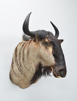Lot 127 - Taxidermy: Blue Wildebeest (Connochaetes...