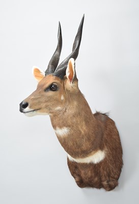 Lot 19 - Taxidermy: Cape Bushbuck (Tragelaphus...