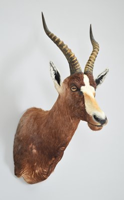 Lot 34 - Taxidermy: Blesbok (Damaliscus pygargus...