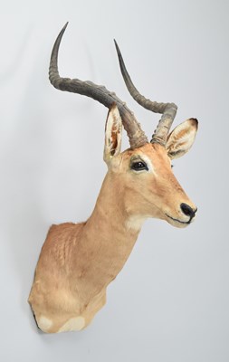 Lot 118 - Taxidermy: Common Impala (Aepyceros Melampus),...
