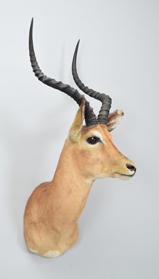 Lot 133 - Taxidermy: Common Impala (Aepyceros Melampus),...
