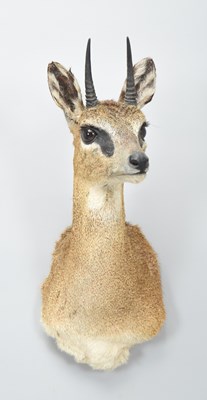 Lot 41 - Taxidermy: Cape Klipspringer (Oreotragus...
