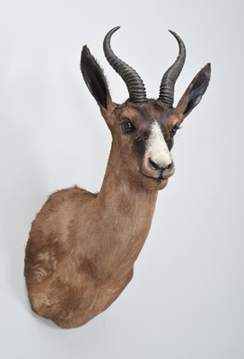 Lot 57 - Taxidermy: Chocolate Brown South African...