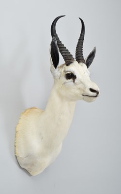 Lot 37 - Taxidermy: White South African Springbok...