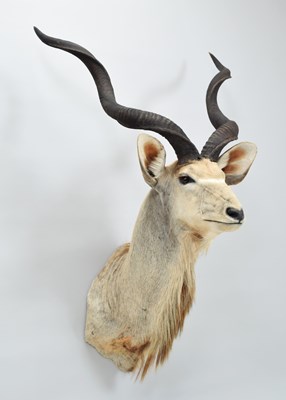 Lot 64 - Taxidermy: Cape Greater Kudu (Strepsiceros...