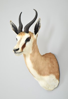 Lot 141 - Taxidermy: South African Springbok (Antidorcas...