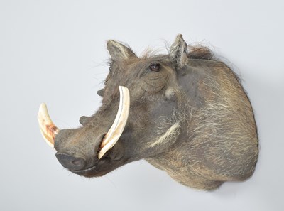 Lot 114 - Taxidermy: Common Warthog (Phacochoerus...