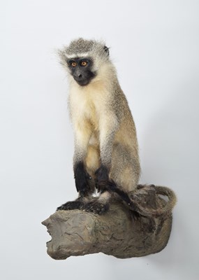 Lot 55 - Taxidermy: Vervet Monkey (Chlorocebus...