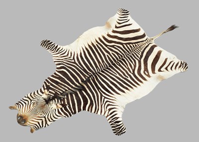 Lot 110 - Skins/Hides: Hartmann's Mountain Zebra Skin...