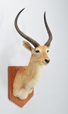 Lot 62 - Taxidermy: Red Lechwe (Kobus leche), late 20th...