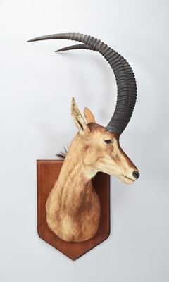 Lot 24 - Taxidermy: Sable Antelope (Hippotragus niger...