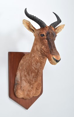 Lot 28 - Taxidermy: Western Tsessebe (Damaliscus...