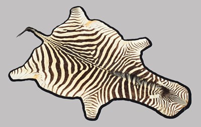Lot 27 - Skins/Hides: Burchell's or Plain's Zebra Hide...