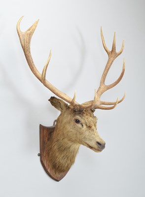 Lot 1314 - Taxidermy: A Late Victorian Royal Scottish Red...
