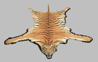 Lot 50 - Taxidermy: Bengal Tiger (Panthera tigris...