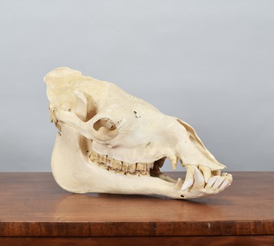 Lot 90 - Skulls/Anatomy: Bactrian Camel Skull (Camelus...