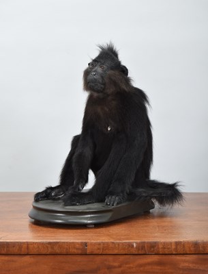 Lot 22 - Taxidermy: Grey-cheeked Mangabey Monkey...