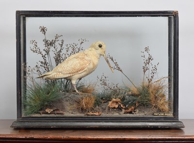 Lot 134 - Taxidermy: A Cased Leucistic Woodcock...