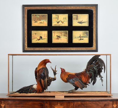 Lot 136 - Taxidermy: A Pair of Fighting Cockerels...