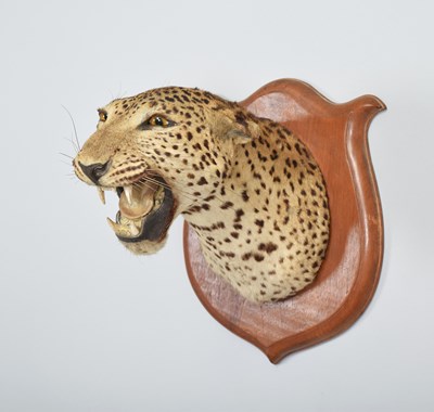 Lot 137 - Taxidermy: Indian Leopard Shoulder Mount...