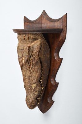 Lot 140 - Taxidermy: Mugger Crocodile Head Mount Wall...