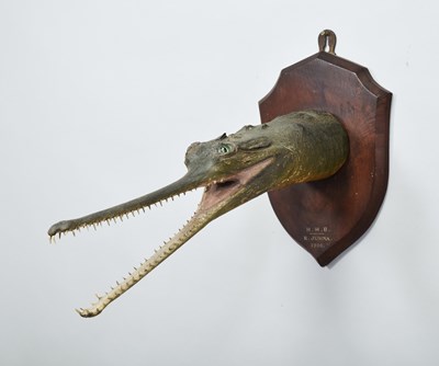 Lot 275 - Taxidermy: A Late Victorian Gharial Crocodile...