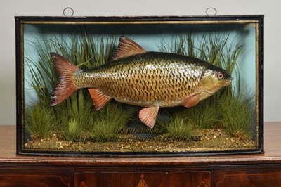 Lot 154 - Taxidermy: A Cased Common Roach (Rutilus...
