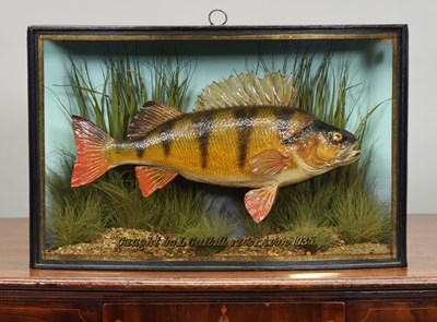 Lot 156 - Taxidermy: A Cased Perch (Perca fluviatilis),...