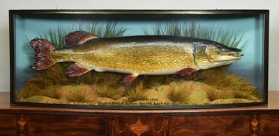 Lot 150 - Taxidermy: A Large Cased Northern Pike (Esox...