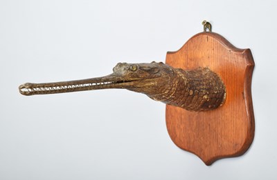 Lot 161 - Taxidermy: A Late Victorian Gharial Crocodile...