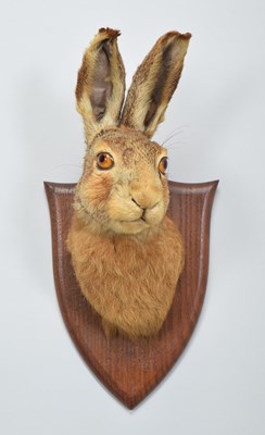 Lot 147 - Taxidermy: European Hare (Lepus timidus),...