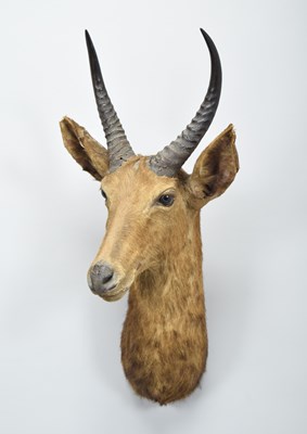 Lot 149 - Taxidermy: A Late Victorian Southern Common...