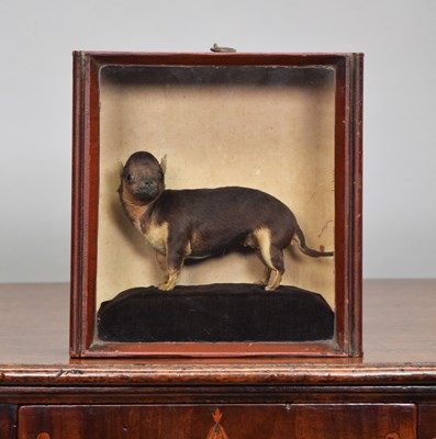Lot 167 - Taxidermy: A Late Victorian Cased Chihuahua...