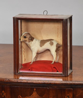 Lot 163 - Taxidermy: A Late Victorian Cased Terrier...