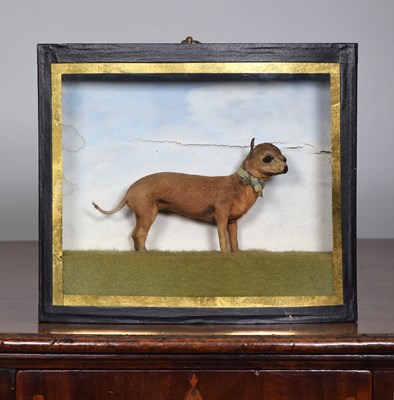 Lot 165 - Taxidermy: A Late Victorian Cased Chihuahua...