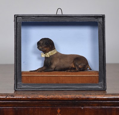 Lot 166 - Taxidermy: A Late Victorian Cased Chihuahua...