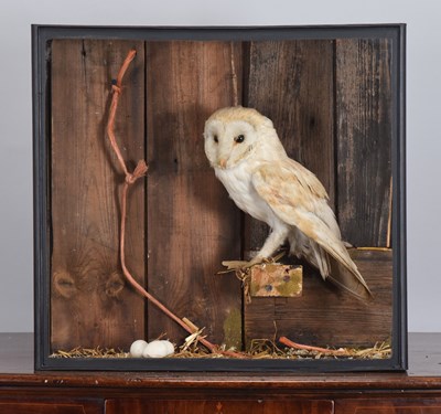 Lot 1312 - Taxidermy: A Cased European Barn Owl (Tyto...