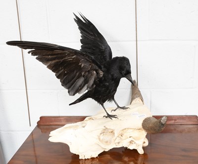 Lot 1313 - Taxidermy: A Common Crow on Steer Skull,...