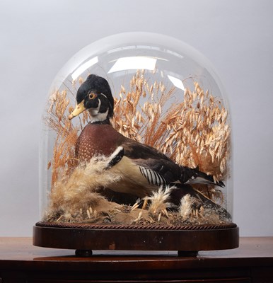 Lot 1311 - Taxidermy: A Late Victorian Caroliina Wood...