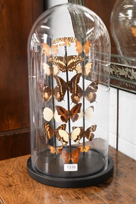 Lot 1310 - Entomology: A Display of Tropical Butterflies,...