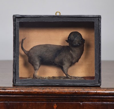 Lot 164 - Taxidermy: A Late Victorian Cased Chihuahua...