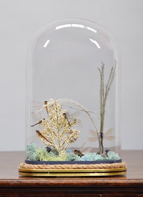 Lot 1317 - Entomology: A Display of Dragon Flies and...