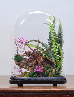 Lot 180 - Entomology: A Goliath Birdeating Spider...