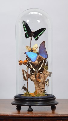 Lot 185 - Entomology: A Display of Colourful Tropical...