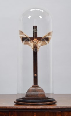 Lot 160 - Taxidermy: A Crucified Painted Bat (Kerivoula...