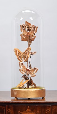 Lot 189 - Entomology: A Large Display of Atlas and Hawk...