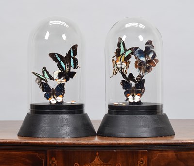 Lot 183 - Entomology: A Pair of Tropical Butterfly...
